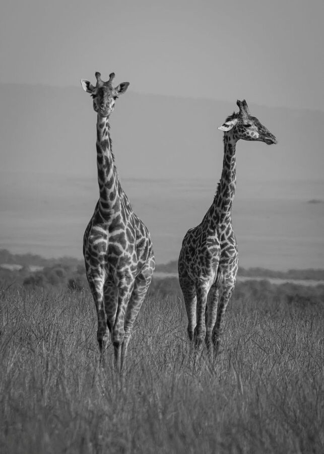 Standing Tall - Ian Parker 